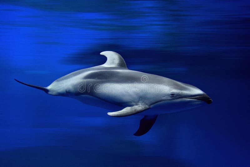 7,018 White Dolphin Stock Photos Free & RoyaltyFree Stock Photos