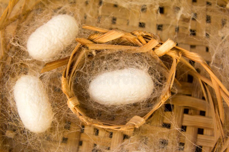 Blanco hilo de seda en capullo fase sobre el vinculante vasos.