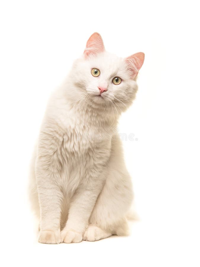 White sitting turkish angora cat sitting and leaning forward to look in the camera