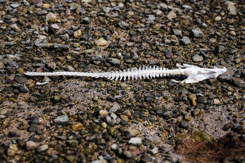 White skeleton of a fish on a dark rock surface of a beach. Scary sea monster. Ecology problem of drying lakes and rivers