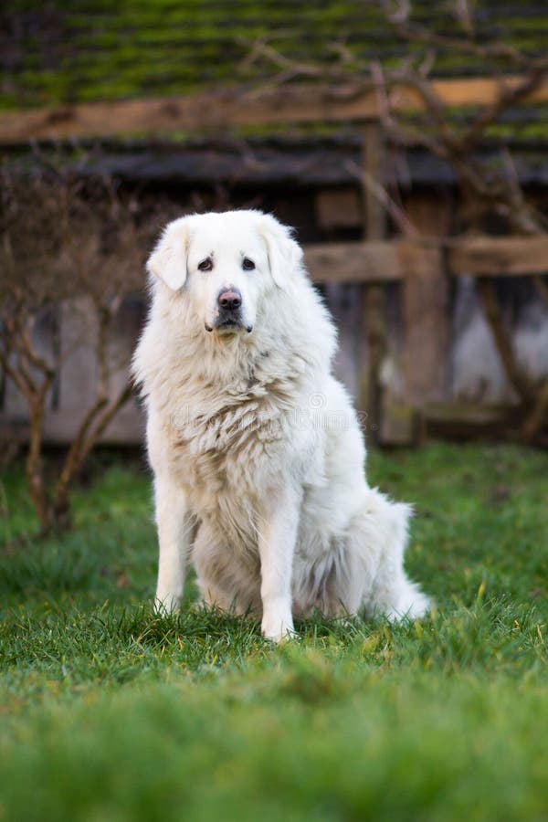 Bílý slovenský čuvač pes sedí venku, hlídá zahradu