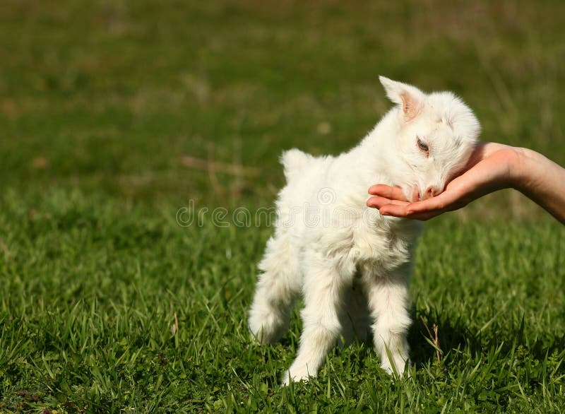 baby goat hd wallpapers