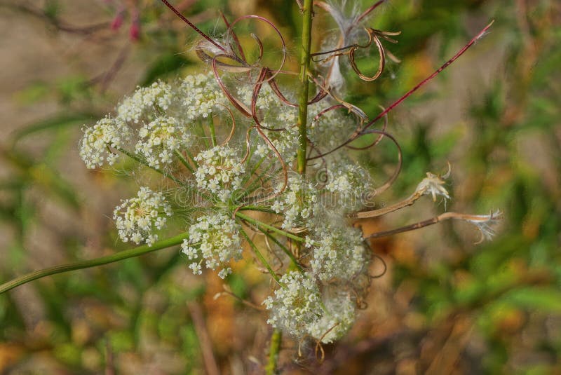 White small buds of wild flowers on a green stalk royalty free stock photo White small buds of wild flowers on a green stalk royalty free stock photo