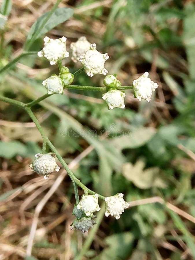 White small flowers stock photo. Image of stam, small 167497280