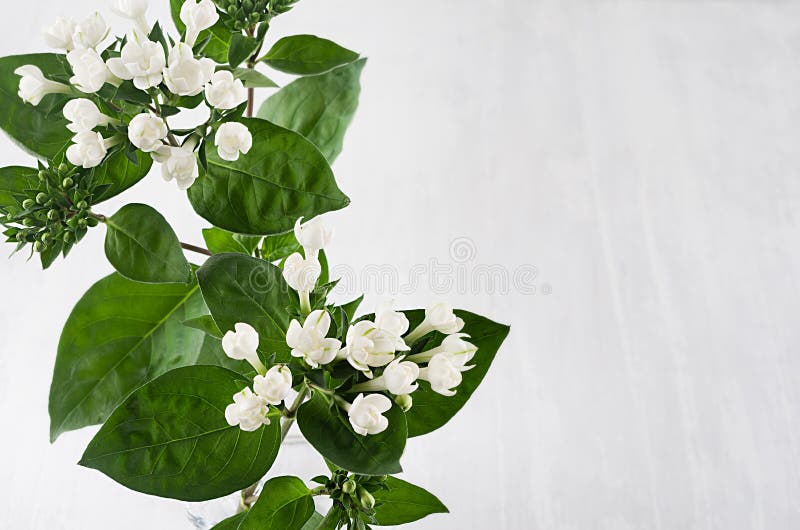 White small flowers and fresh green leaves on soft white wood table with copy space, closeup. White small flowers and fresh green leaves on soft white wood stock images White small flowers and fresh green leaves on soft white wood table with copy space, closeup. White small flowers and fresh green leaves on soft white wood stock images
