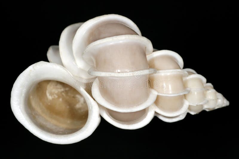 White snail shell with stairs on black