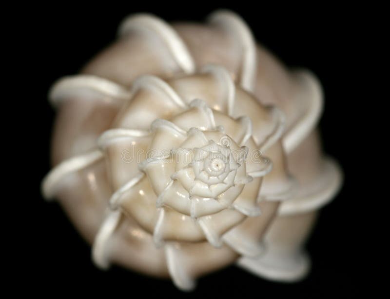 White snail shell with stairs on black bottom