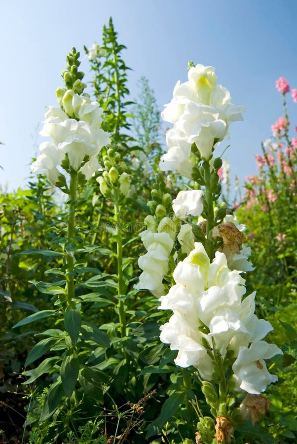 White Snapdragon Flowers Under Blue Sky Stock Photo Image of