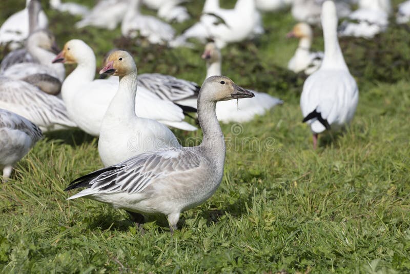 White Snow Goose stock image. Image of migration, vancouver 162319041