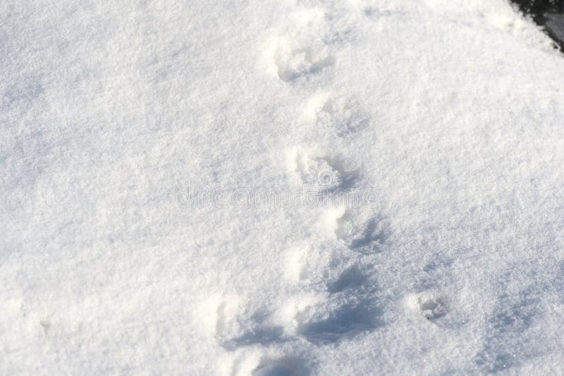 White snow texture on a sunny day. Winter background stock photography White snow texture on a sunny day. Winter background stock photography