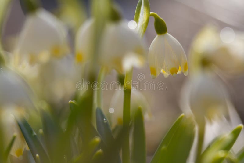 Abstract Snowdrop stock photo. Image of flower, bloom - 2474038