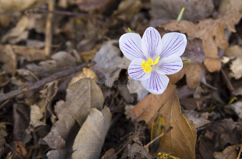 White snowdrop in the leaves in the forest in the spring. White snowdrop in the leaves in the forest, spring, primrose stock photos White snowdrop in the leaves in the forest in the spring. White snowdrop in the leaves in the forest, spring, primrose stock photos