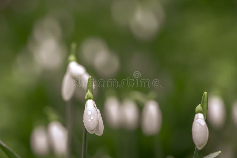 White Snowdrops on a Green Grass Lawn Stock Image - Image of beautiful ...
