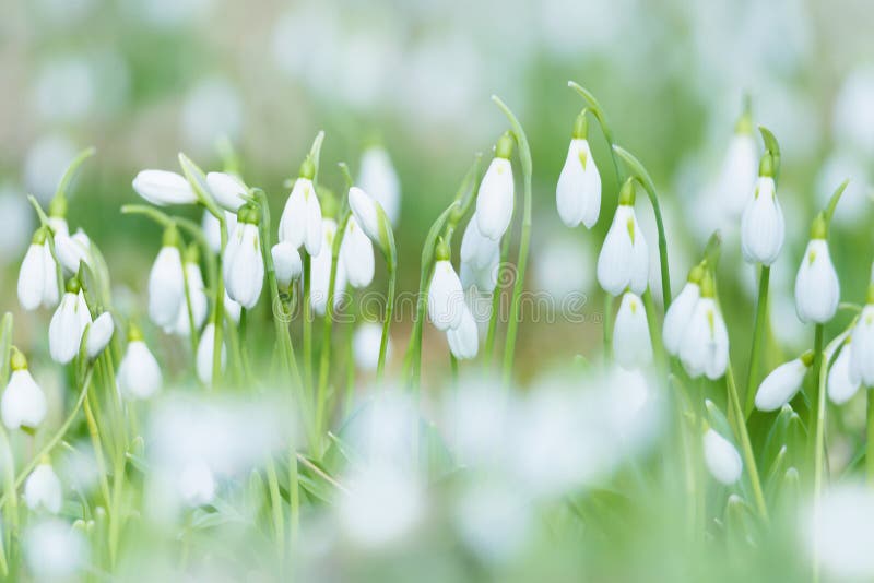 White snowdrops shot at long focal length. Blurred foreground