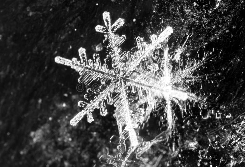White Snowflake On A Black Background Stock Photo Image