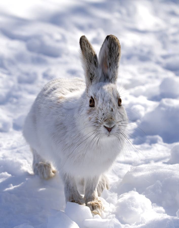 A White Snowshoe Hare or Varying Hare Sitting in the Snow in Winter in