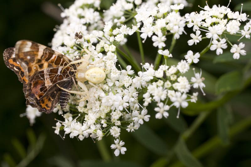 White Spider Eats a Butterfly on a Summer Flower Stock Image Image of
