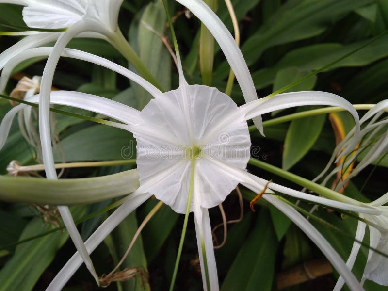 White Spider Lily, Jakarta, Indonesia - 2020