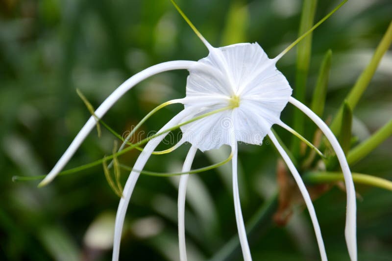 White spider lily flower