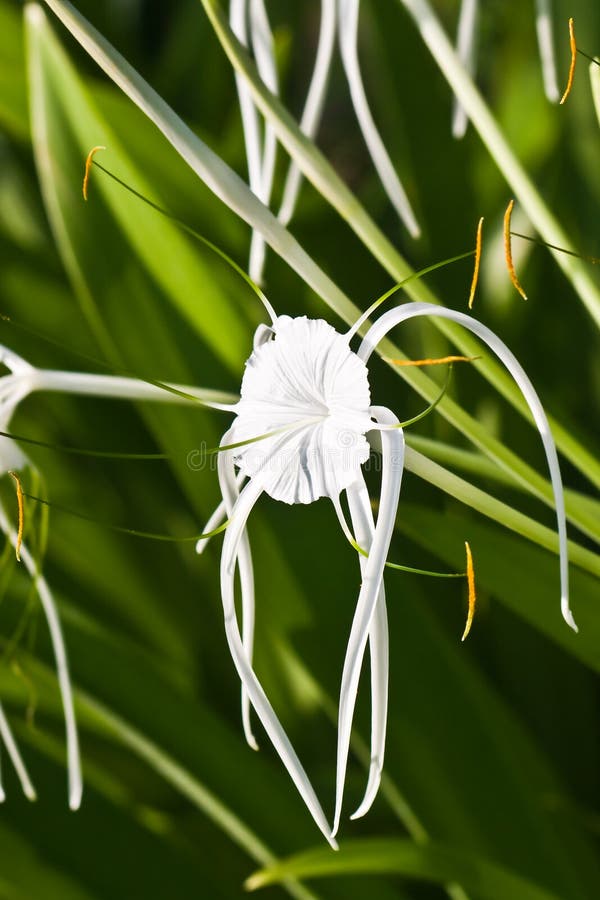 White Spider Lily - Hymenocallis