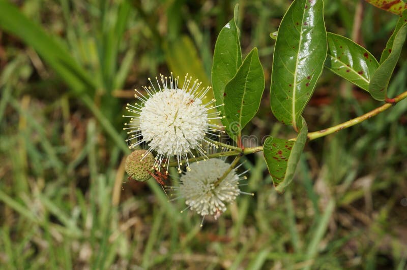 White Spiky Flowers (buttonbush) Stock Photo Image of extreme, park