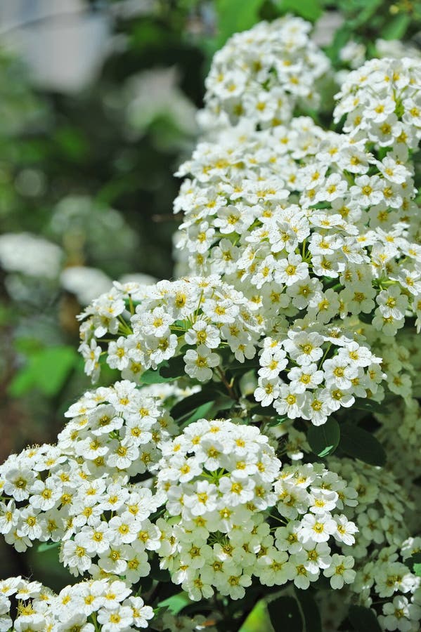 White Spiraea flower stock photo. Image of pistil, petal 94135858