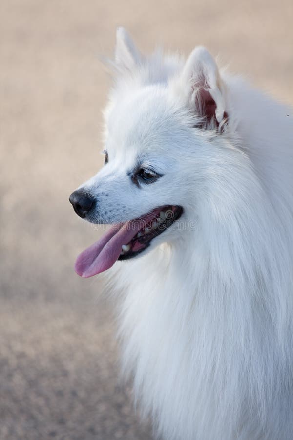 White Spitz royalty free stock photography