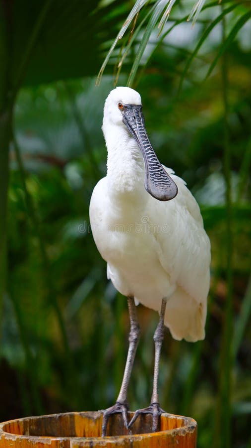 Biely lyžičiar je vták z rodina v, tiež známy ako lyžičiar.