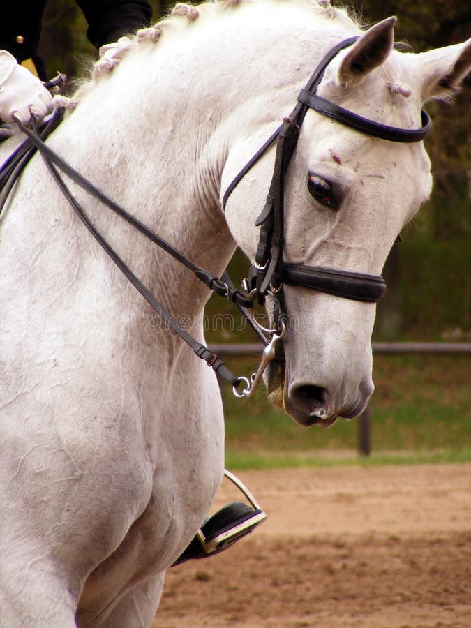 White Sport Horse Portrait with Bridle Stock Photo Image of full