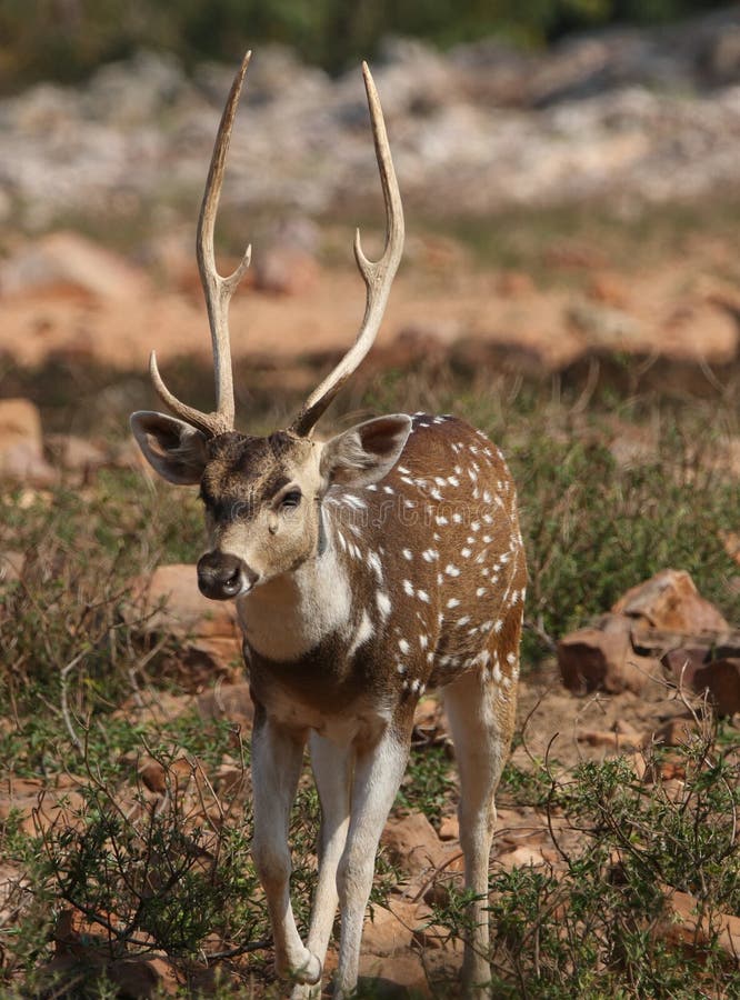 White spot deer stock photo. Image of beautiful, view 88287762
