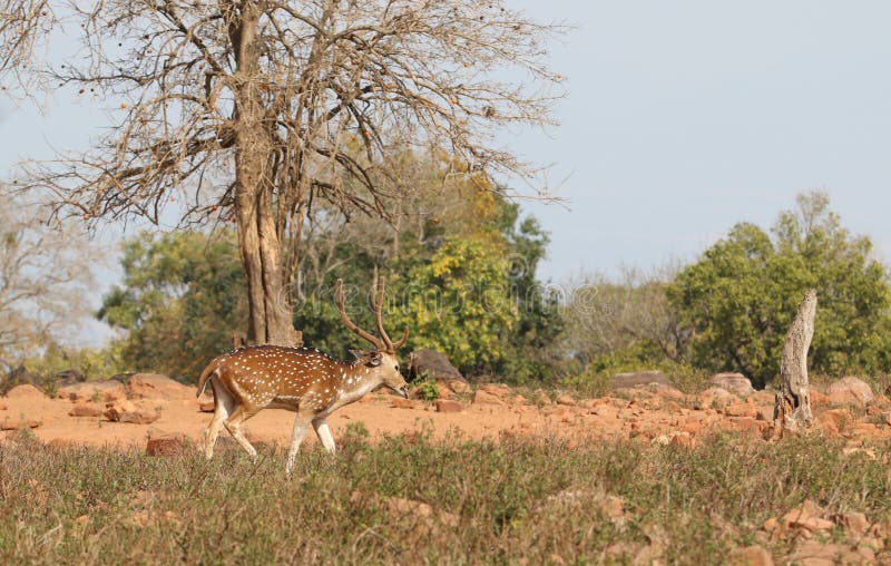 White spot deer stock photo. Image of natural, black 88288386