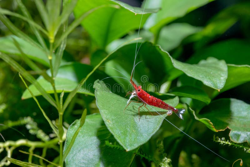 White spot sulawesi shrimp or cardinal shrimp with long antenna stay alone on green leaf of aquatic plants. Conspicuous features