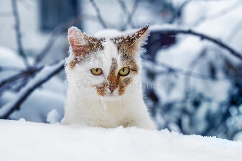 White Spotted Cat in the Winter Garden. Cat in the Snow Stock Image