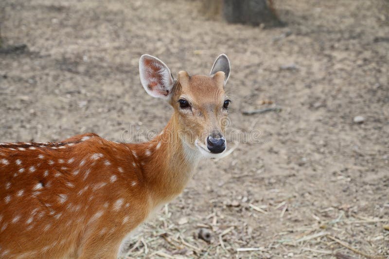 White Spotted Deer in the Zoo Stock Photo Image of beautiful