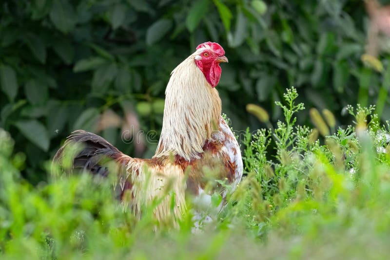White Spotted Rooster in the Garden on the Farm among the Green Grass