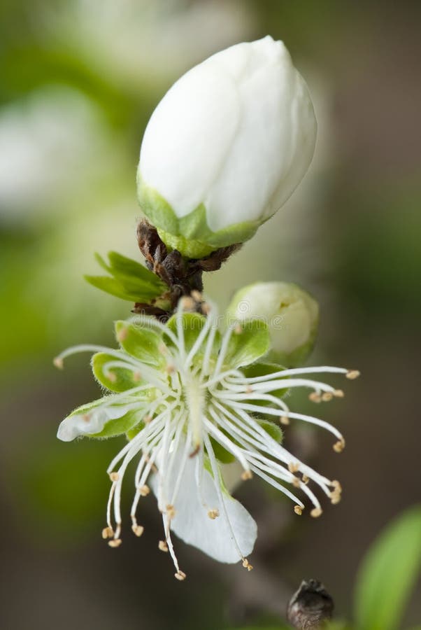 White spring blossom