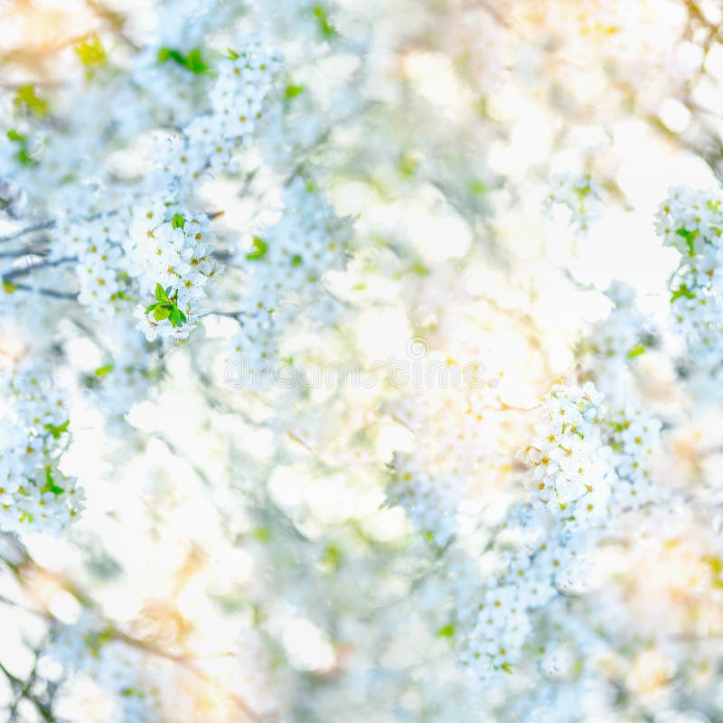 White spring blossom background with fresh green leaves and sunshine. Crowns flowering trees, bottom view. Springtime nature
