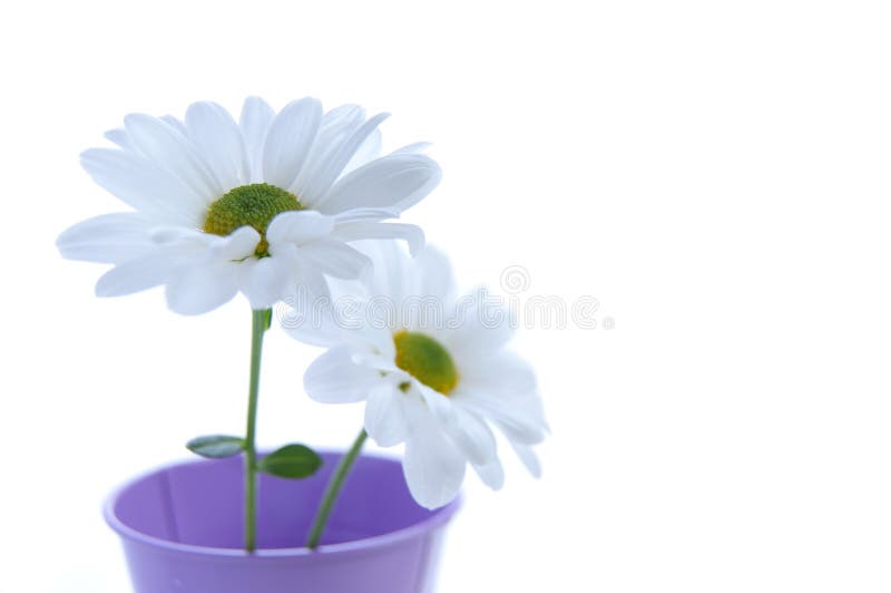 Daisies stock image. Image of copy, daisies, white, flowers 14533457