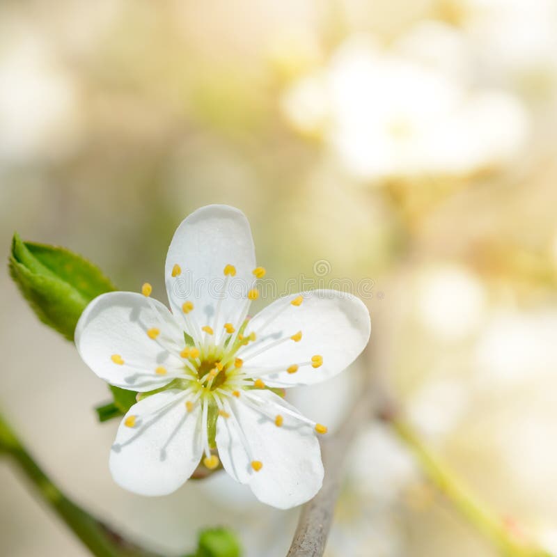 White Spring Flower in Bright Sun Light on Bright Blurred Background