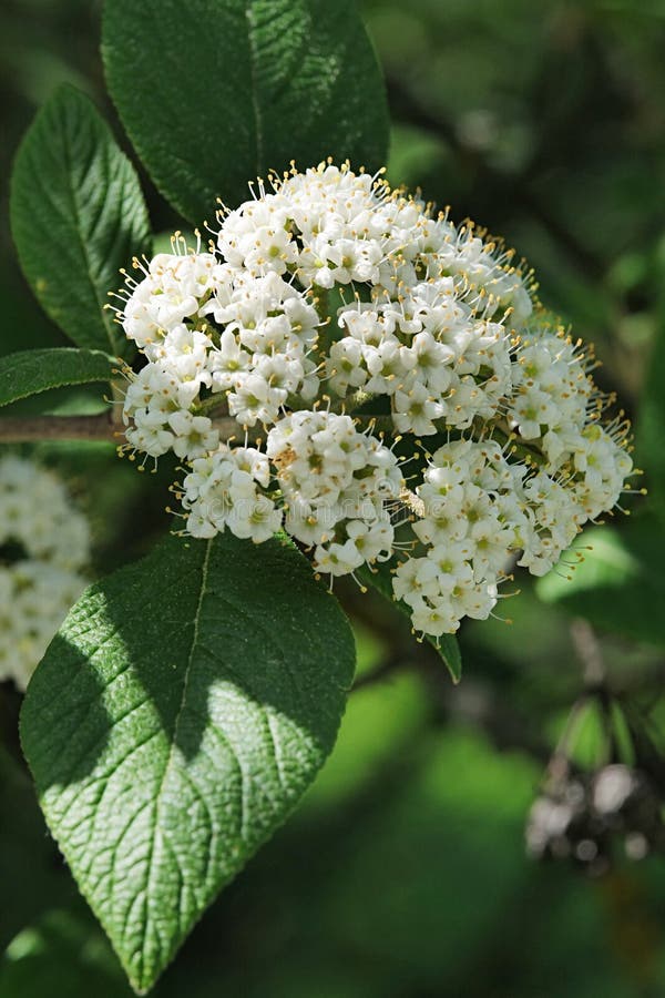 White spring flower cluster of Chinese Viburnum decorative shrub, latin name Viburnum Burejaeticum stock photography
