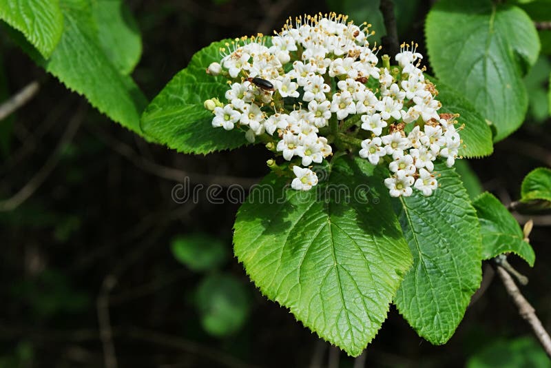 White spring flower cluster of European elder, also called Elderberry or Black Elder, latin name Sambucus Nigra stock photos