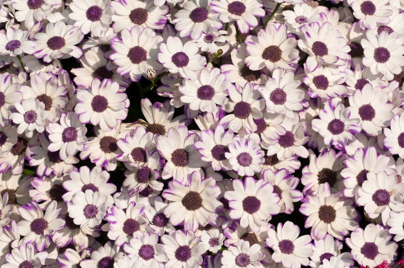 White spring flowers background royalty free stock images