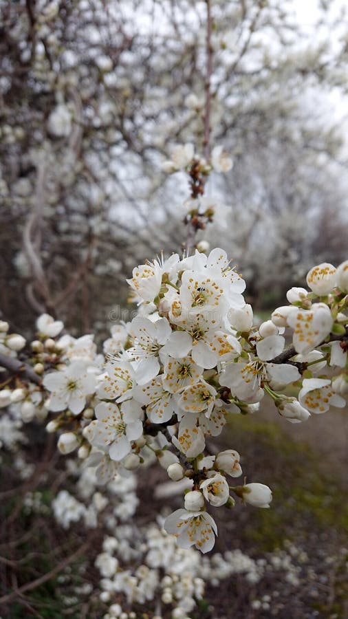 White Spring Flowers, Blooming Tree, Blooming Apricot, Blooming Apple