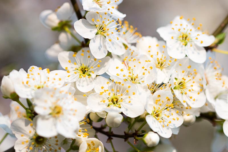 White spring flowers stock image. Image of outdoors, garden 39038815