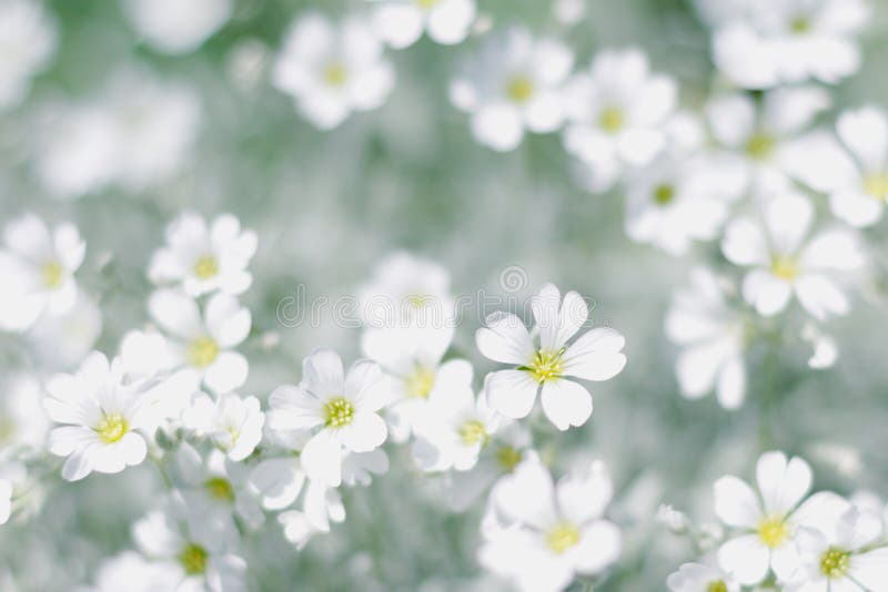 White spring flowers stock image. Image of blossom, flower 71869895