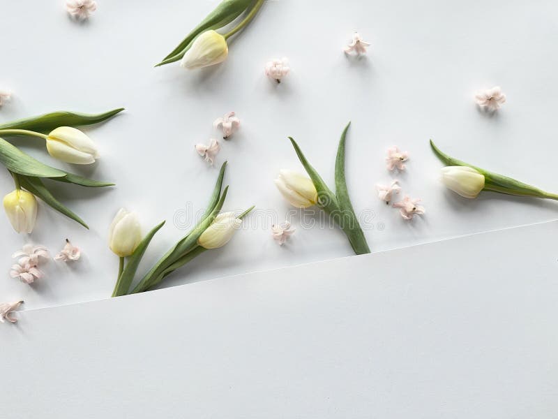 White Spring Flowers on White Paper, Overhead View with Copy-space. stock photography