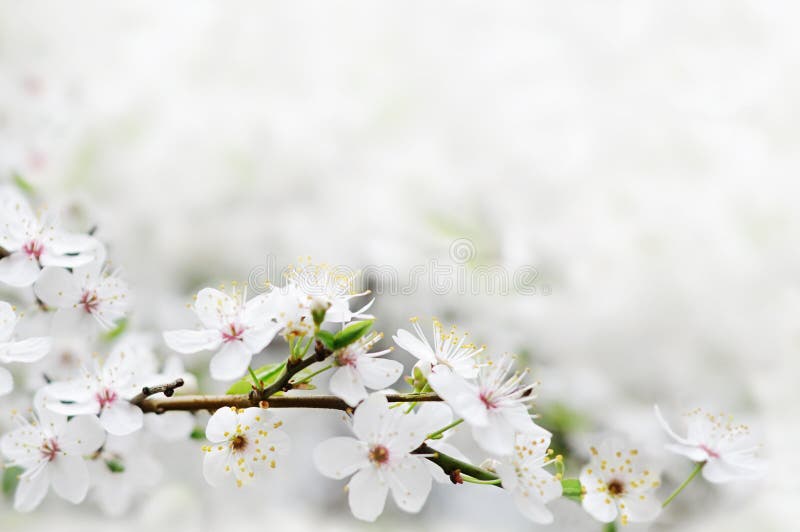 Bílé jarní květiny na větev stromu nad šedé sunny bokeh pozadí close-up.