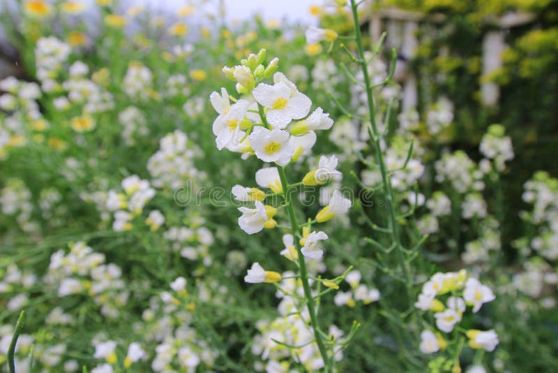 White spring flowers stock image. Image of fresh, natural 142851835