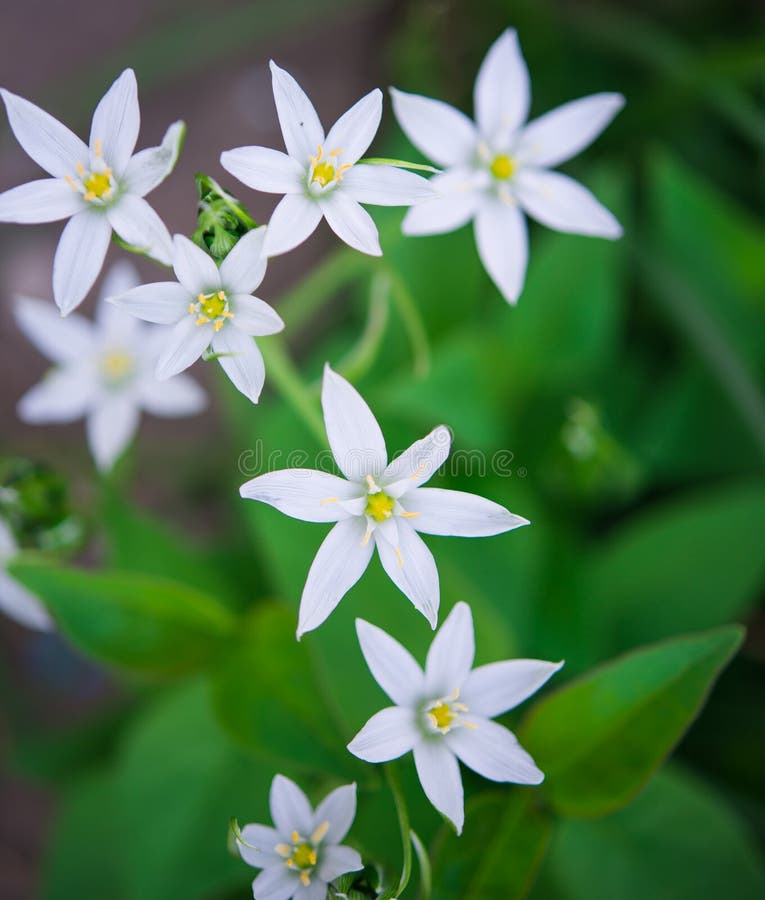 White spring flowers stock photo. Image of edible, garden 32421360