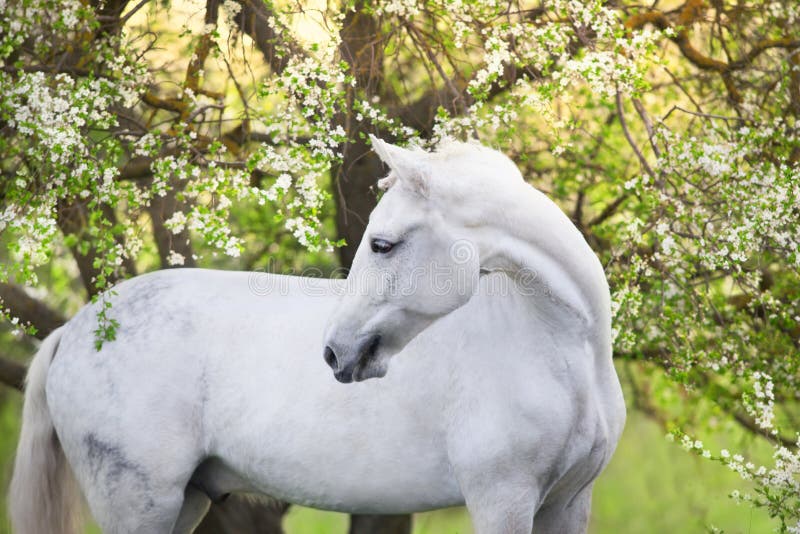 White spring horse stock photo. Image of equitation 142942648